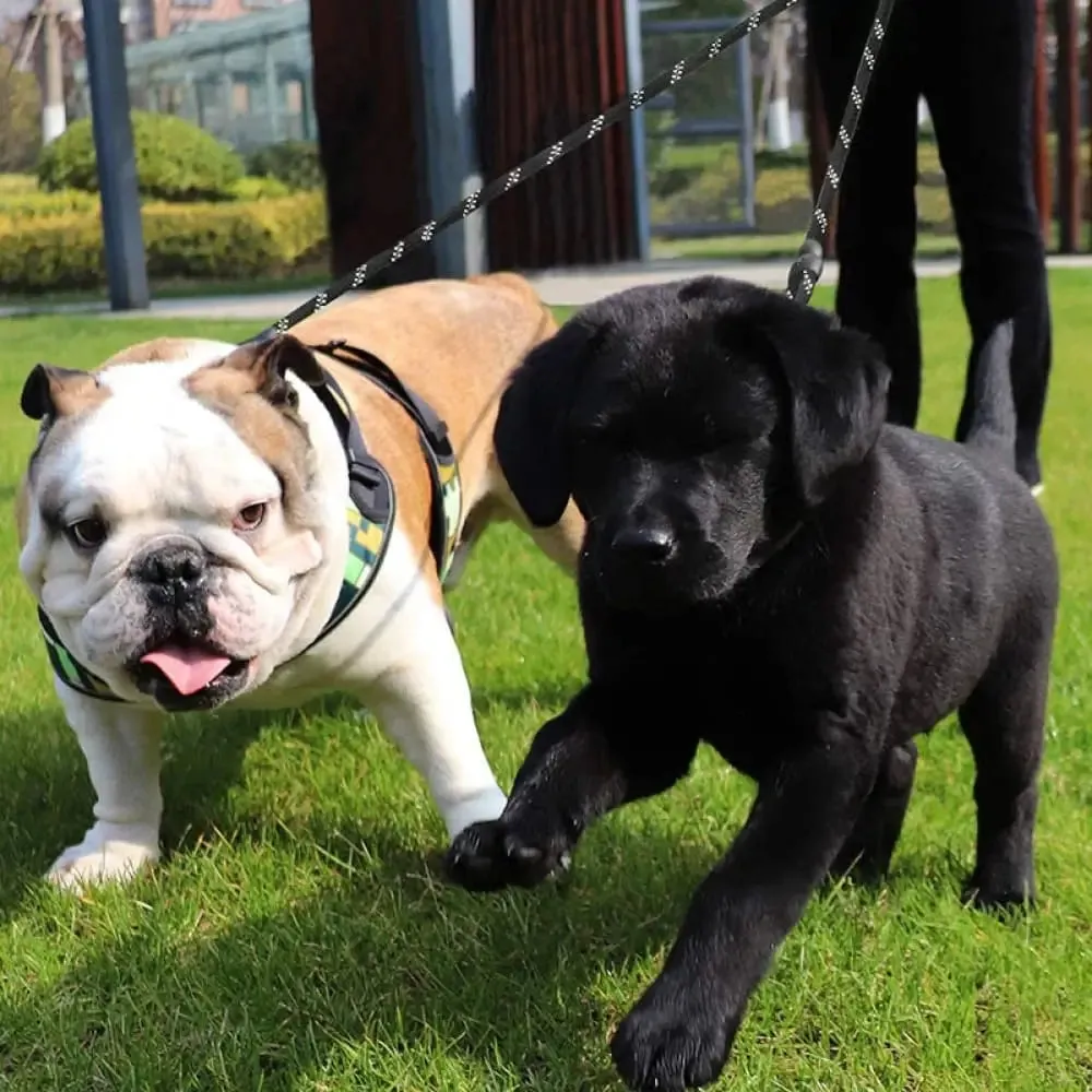 Durable Double Coupler Reflective Strong 360 no Tangle Leash for Small, Medium, and Large Dogs